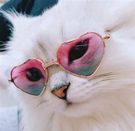 aesthetic cat wearing glasses.